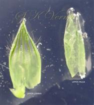  Bisexual floret - Upper lemma and Upper Palea